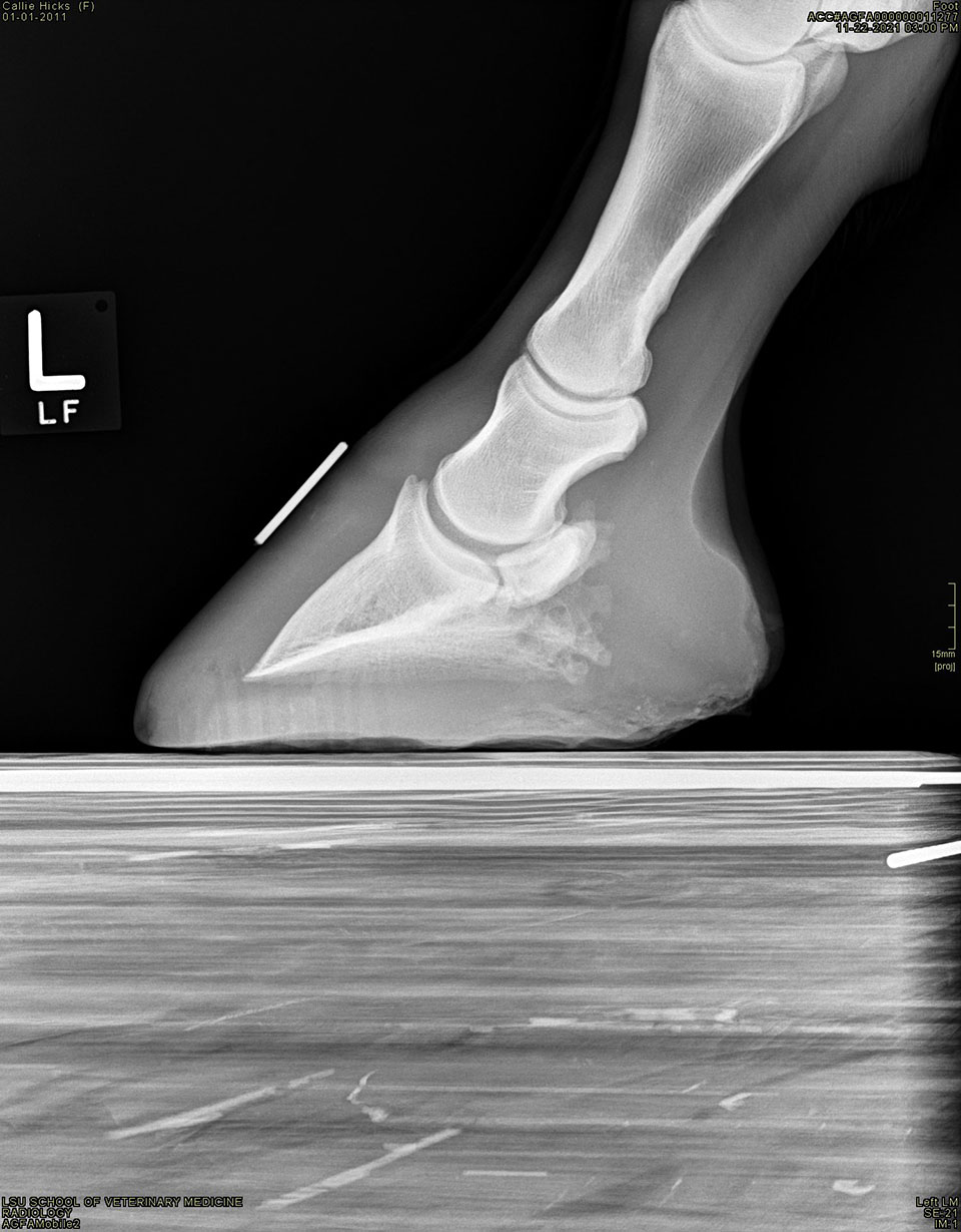 X-ray of a horse's foot.